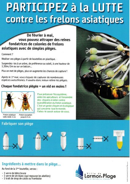 Lutter contre les frelons asiatiques